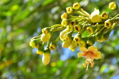 Kapok ağacı (Ceiba pentandra) Bangladeş 'te tropikal bir gölgelikte çiçek ve tomurcuklar yetiştirir. Yeşil yaprakların arasında yeşil yapraklar arasında ortaya çıkan sarı çiçekler, Güney Asya 'da doğal bitki örtüsü, mevsimlik çiçeklenme ve orman ekolojisini ön plana çıkarıyor..