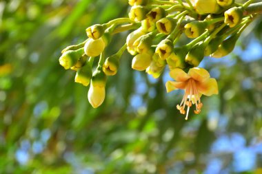 Kapok ağacı (Ceiba pentandra) Bangladeş 'te tropikal bir gölgelikte çiçek ve tomurcuklar yetiştirir. Yeşil yaprakların arasında yeşil yapraklar arasında ortaya çıkan sarı çiçekler, Güney Asya 'da doğal bitki örtüsü, mevsimlik çiçeklenme ve orman ekolojisini ön plana çıkarıyor..