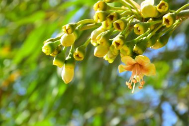 Kapok ağacı (Ceiba pentandra) Bangladeş 'te tropikal bir gölgelikte çiçek ve tomurcuklar yetiştirir. Yeşil yaprakların arasında yeşil yapraklar arasında ortaya çıkan sarı çiçekler, Güney Asya 'da doğal bitki örtüsü, mevsimlik çiçeklenme ve orman ekolojisini ön plana çıkarıyor..