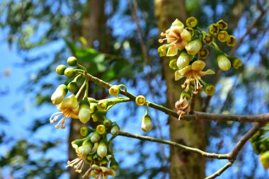 Kapok ağacı (Ceiba pentandra) Bangladeş 'te tropikal bir gölgelikte çiçek ve tomurcuklar yetiştirir. Yeşil yaprakların arasında yeşil yapraklar arasında ortaya çıkan sarı çiçekler, Güney Asya 'da doğal bitki örtüsü, mevsimlik çiçeklenme ve orman ekolojisini ön plana çıkarıyor..