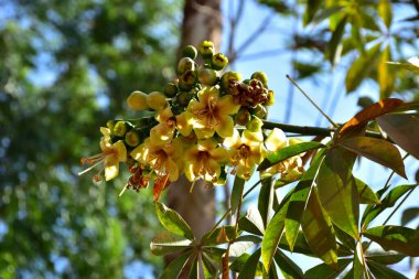 Kapok ağacı (Ceiba pentandra) Bangladeş 'te tropikal bir gölgelikte çiçek ve tomurcuklar yetiştirir. Yeşil yaprakların arasında yeşil yapraklar arasında ortaya çıkan sarı çiçekler, Güney Asya 'da doğal bitki örtüsü, mevsimlik çiçeklenme ve orman ekolojisini ön plana çıkarıyor..