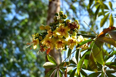 Kapok ağacı (Ceiba pentandra) Bangladeş 'te tropikal bir gölgelikte çiçek ve tomurcuklar yetiştirir. Yeşil yaprakların arasında yeşil yapraklar arasında ortaya çıkan sarı çiçekler, Güney Asya 'da doğal bitki örtüsü, mevsimlik çiçeklenme ve orman ekolojisini ön plana çıkarıyor..