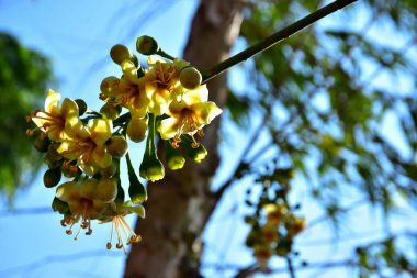 Kapok ağacı (Ceiba pentandra) Bangladeş 'te tropikal bir gölgelikte çiçek ve tomurcuklar yetiştirir. Yeşil yaprakların arasında yeşil yapraklar arasında ortaya çıkan sarı çiçekler, Güney Asya 'da doğal bitki örtüsü, mevsimlik çiçeklenme ve orman ekolojisini ön plana çıkarıyor..