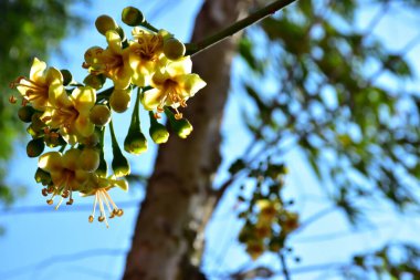 Kapok ağacı (Ceiba pentandra) Bangladeş 'te tropikal bir gölgelikte çiçek ve tomurcuklar yetiştirir. Yeşil yaprakların arasında yeşil yapraklar arasında ortaya çıkan sarı çiçekler, Güney Asya 'da doğal bitki örtüsü, mevsimlik çiçeklenme ve orman ekolojisini ön plana çıkarıyor..