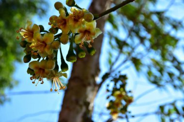 Kapok ağacı (Ceiba pentandra) Bangladeş 'te tropikal bir gölgelikte çiçek ve tomurcuklar yetiştirir. Yeşil yaprakların arasında yeşil yapraklar arasında ortaya çıkan sarı çiçekler, Güney Asya 'da doğal bitki örtüsü, mevsimlik çiçeklenme ve orman ekolojisini ön plana çıkarıyor..