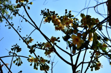 Kapok ağacı (Ceiba pentandra) Bangladeş 'te tropikal bir gölgelikte çiçek ve tomurcuklar yetiştirir. Yeşil yaprakların arasında yeşil yapraklar arasında ortaya çıkan sarı çiçekler, Güney Asya 'da doğal bitki örtüsü, mevsimlik çiçeklenme ve orman ekolojisini ön plana çıkarıyor..