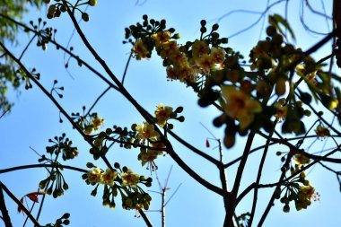 Kapok ağacı (Ceiba pentandra) Bangladeş 'te tropikal bir gölgelikte çiçek ve tomurcuklar yetiştirir. Yeşil yaprakların arasında yeşil yapraklar arasında ortaya çıkan sarı çiçekler, Güney Asya 'da doğal bitki örtüsü, mevsimlik çiçeklenme ve orman ekolojisini ön plana çıkarıyor..