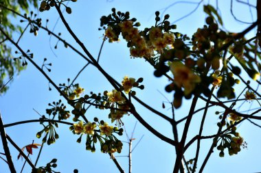Kapok ağacı (Ceiba pentandra) Bangladeş 'te tropikal bir gölgelikte çiçek ve tomurcuklar yetiştirir. Yeşil yaprakların arasında yeşil yapraklar arasında ortaya çıkan sarı çiçekler, Güney Asya 'da doğal bitki örtüsü, mevsimlik çiçeklenme ve orman ekolojisini ön plana çıkarıyor..