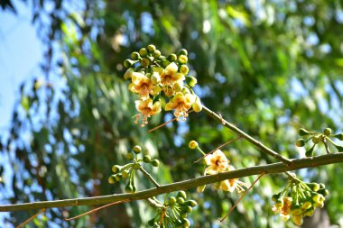 Kapok ağacı (Ceiba pentandra) Bangladeş 'te tropikal bir gölgelikte çiçek ve tomurcuklar yetiştirir. Yeşil yaprakların arasında yeşil yapraklar arasında ortaya çıkan sarı çiçekler, Güney Asya 'da doğal bitki örtüsü, mevsimlik çiçeklenme ve orman ekolojisini ön plana çıkarıyor..