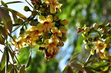 Kapok ağacı (Ceiba pentandra) Bangladeş 'te tropikal bir gölgelikte çiçek ve tomurcuklar yetiştirir. Yeşil yaprakların arasında yeşil yapraklar arasında ortaya çıkan sarı çiçekler, Güney Asya 'da doğal bitki örtüsü, mevsimlik çiçeklenme ve orman ekolojisini ön plana çıkarıyor..