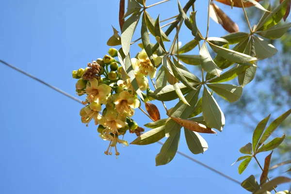 Ceiba pentandra, Kapok ağacı olarak da bilinir. Görüntü, tropikal ormanların ve büyük ölçekli ticari pamuk ağaçlarının zengin biyolojik çeşitliliğini yansıtan, doğal ortamlarındaki eşsiz sarımsı beyaz çiçekleri ve yeşil tomurcukları yakalıyor..