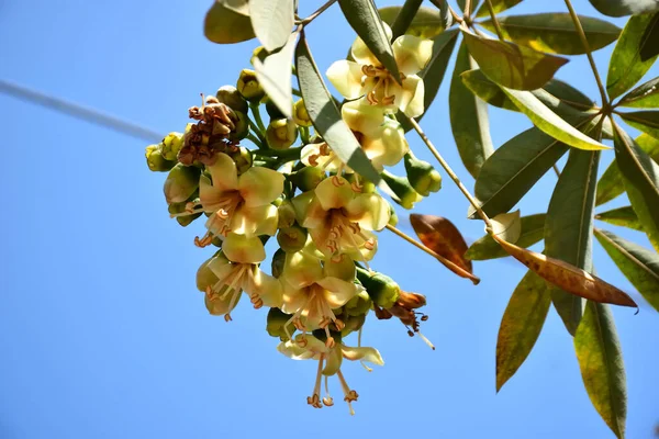 Ceiba pentandra, Kapok ağacı olarak da bilinir. Görüntü, tropikal ormanların ve büyük ölçekli ticari pamuk ağaçlarının zengin biyolojik çeşitliliğini yansıtan, doğal ortamlarındaki eşsiz sarımsı beyaz çiçekleri ve yeşil tomurcukları yakalıyor..