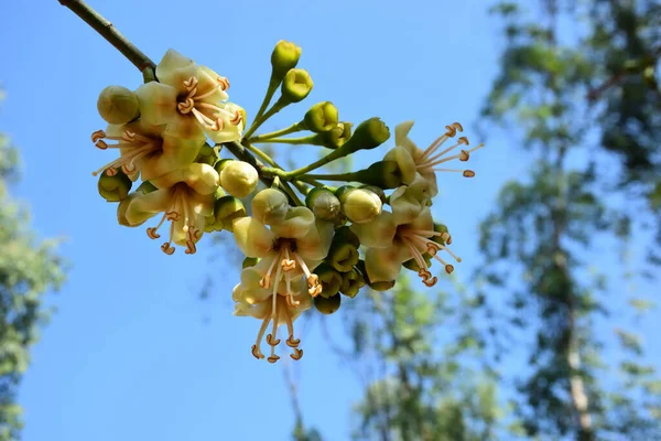 Ceiba pentandra, Kapok ağacı olarak da bilinir. Görüntü, tropikal ormanların ve büyük ölçekli ticari pamuk ağaçlarının zengin biyolojik çeşitliliğini yansıtan, doğal ortamlarındaki eşsiz sarımsı beyaz çiçekleri ve yeşil tomurcukları yakalıyor..