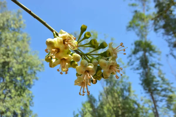 Ceiba pentandra, Kapok ağacı olarak da bilinir. Görüntü, tropikal ormanların ve büyük ölçekli ticari pamuk ağaçlarının zengin biyolojik çeşitliliğini yansıtan, doğal ortamlarındaki eşsiz sarımsı beyaz çiçekleri ve yeşil tomurcukları yakalıyor..