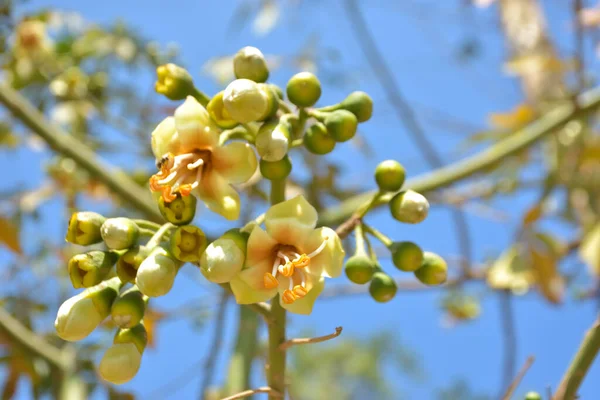 Ceiba pentandra, Kapok ağacı olarak da bilinir. Görüntü, tropikal ormanların ve büyük ölçekli ticari pamuk ağaçlarının zengin biyolojik çeşitliliğini yansıtan, doğal ortamlarındaki eşsiz sarımsı beyaz çiçekleri ve yeşil tomurcukları yakalıyor..