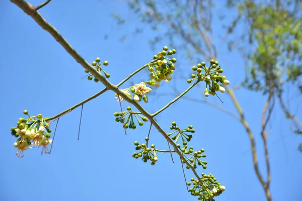Ceiba pentandra, Kapok ağacı olarak da bilinir. Görüntü, tropikal ormanların ve büyük ölçekli ticari pamuk ağaçlarının zengin biyolojik çeşitliliğini yansıtan, doğal ortamlarındaki eşsiz sarımsı beyaz çiçekleri ve yeşil tomurcukları yakalıyor..