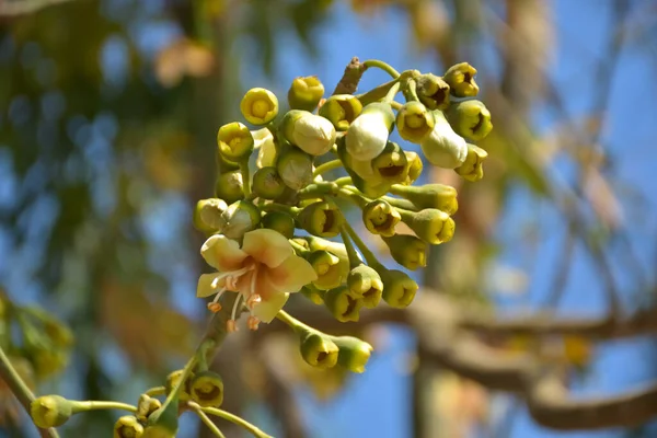 Ceiba pentandra, Kapok ağacı olarak da bilinir. Görüntü, tropikal ormanların ve büyük ölçekli ticari pamuk ağaçlarının zengin biyolojik çeşitliliğini yansıtan, doğal ortamlarındaki eşsiz sarımsı beyaz çiçekleri ve yeşil tomurcukları yakalıyor..