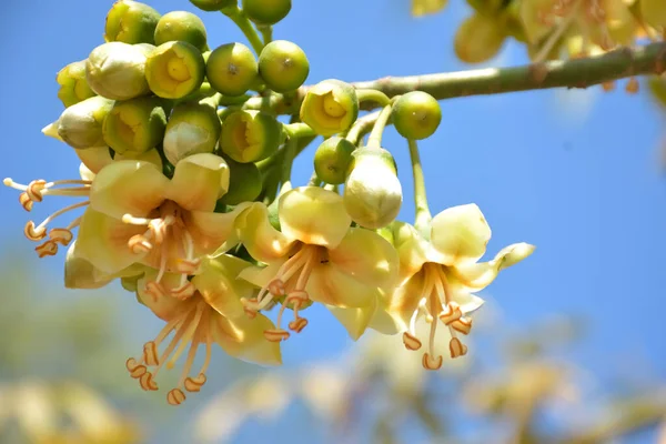 Ceiba pentandra, Kapok ağacı olarak da bilinir. Görüntü, tropikal ormanların ve büyük ölçekli ticari pamuk ağaçlarının zengin biyolojik çeşitliliğini yansıtan, doğal ortamlarındaki eşsiz sarımsı beyaz çiçekleri ve yeşil tomurcukları yakalıyor..