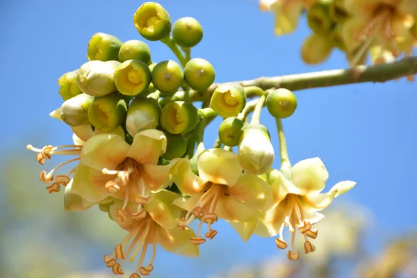 Ceiba pentandra, Kapok ağacı olarak da bilinir. Görüntü, tropikal ormanların ve büyük ölçekli ticari pamuk ağaçlarının zengin biyolojik çeşitliliğini yansıtan, doğal ortamlarındaki eşsiz sarımsı beyaz çiçekleri ve yeşil tomurcukları yakalıyor..