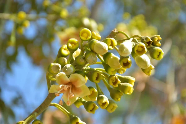 Ceiba pentandra, Kapok ağacı olarak da bilinir. Görüntü, tropikal ormanların ve büyük ölçekli ticari pamuk ağaçlarının zengin biyolojik çeşitliliğini yansıtan, doğal ortamlarındaki eşsiz sarımsı beyaz çiçekleri ve yeşil tomurcukları yakalıyor..