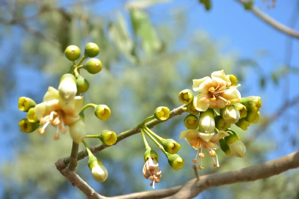 Ceiba pentandra, Kapok ağacı olarak da bilinir. Görüntü, tropikal ormanların ve büyük ölçekli ticari pamuk ağaçlarının zengin biyolojik çeşitliliğini yansıtan, doğal ortamlarındaki eşsiz sarımsı beyaz çiçekleri ve yeşil tomurcukları yakalıyor..