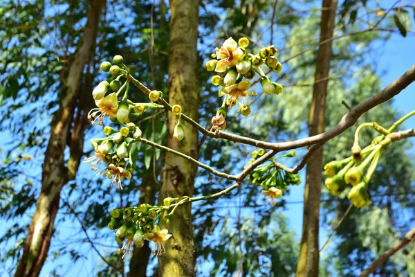 Bangladeş 'in tropikal bir orman gölgesinde sarı çiçekler ve açılmamış tomurcuklarla çiçek açan kapok ağacı (Ceiba pentandra). Doğal gün ışığı, yerli Güney Asya bitkilerini, mevsimsel çiçekleri ve sıcak orman ortamlarının ekolojik zenginliğini ön plana çıkarıyor.