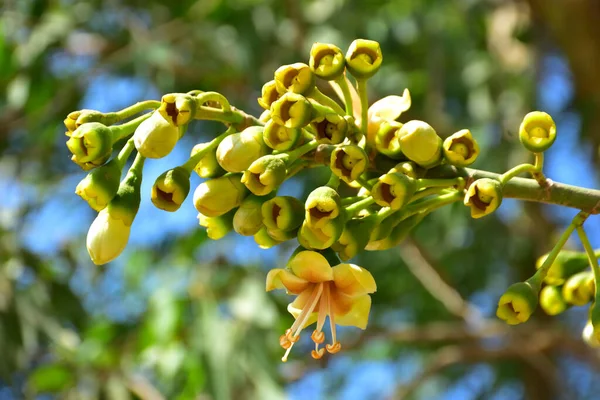 Bangladeş 'in tropikal bir orman gölgesinde sarı çiçekler ve açılmamış tomurcuklarla çiçek açan kapok ağacı (Ceiba pentandra). Doğal gün ışığı, yerli Güney Asya bitkilerini, mevsimsel çiçekleri ve sıcak orman ortamlarının ekolojik zenginliğini ön plana çıkarıyor.