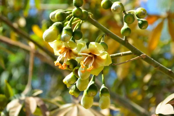 Bangladeş 'in tropikal bir orman gölgesinde sarı çiçekler ve açılmamış tomurcuklarla çiçek açan kapok ağacı (Ceiba pentandra). Doğal gün ışığı, yerli Güney Asya bitkilerini, mevsimsel çiçekleri ve sıcak orman ortamlarının ekolojik zenginliğini ön plana çıkarıyor.