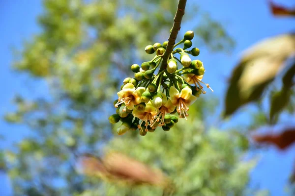 Bangladeş 'in tropikal bir orman gölgesinde sarı çiçekler ve açılmamış tomurcuklarla çiçek açan kapok ağacı (Ceiba pentandra). Doğal gün ışığı, yerli Güney Asya bitkilerini, mevsimsel çiçekleri ve sıcak orman ortamlarının ekolojik zenginliğini ön plana çıkarıyor.
