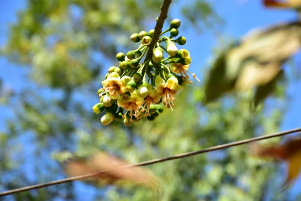 Bangladeş 'in tropikal bir orman gölgesinde sarı çiçekler ve açılmamış tomurcuklarla çiçek açan kapok ağacı (Ceiba pentandra). Doğal gün ışığı, yerli Güney Asya bitkilerini, mevsimsel çiçekleri ve sıcak orman ortamlarının ekolojik zenginliğini ön plana çıkarıyor.