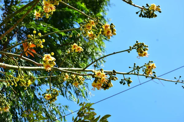 Kapok ağacı (Ceiba pentandra) Bangladeş 'te tropikal bir gölgelikte çiçek ve tomurcuklar yetiştirir. Yeşil yaprakların arasında yeşil yapraklar arasında ortaya çıkan sarı çiçekler, Güney Asya 'da doğal bitki örtüsü, mevsimlik çiçeklenme ve orman ekolojisini ön plana çıkarıyor..