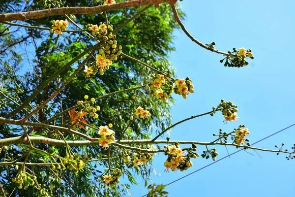 Kapok ağacı (Ceiba pentandra) Bangladeş 'te tropikal bir gölgelikte çiçek ve tomurcuklar yetiştirir. Yeşil yaprakların arasında yeşil yapraklar arasında ortaya çıkan sarı çiçekler, Güney Asya 'da doğal bitki örtüsü, mevsimlik çiçeklenme ve orman ekolojisini ön plana çıkarıyor..