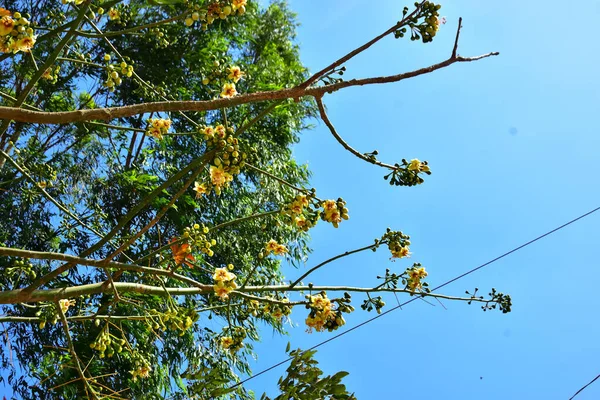 Kapok ağacı (Ceiba pentandra) Bangladeş 'te tropikal bir gölgelikte çiçek ve tomurcuklar yetiştirir. Yeşil yaprakların arasında yeşil yapraklar arasında ortaya çıkan sarı çiçekler, Güney Asya 'da doğal bitki örtüsü, mevsimlik çiçeklenme ve orman ekolojisini ön plana çıkarıyor..