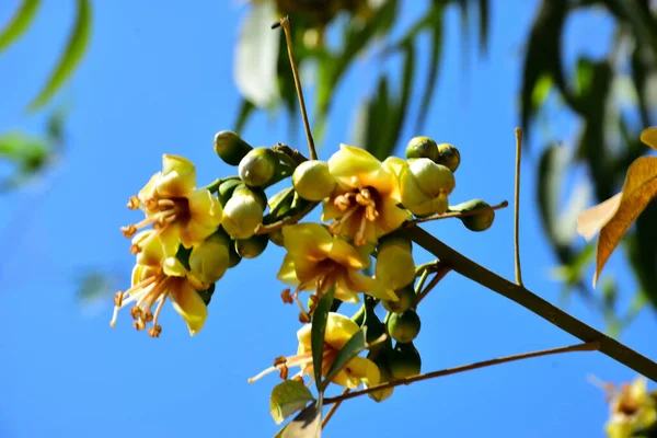 Kapok ağacı (Ceiba pentandra) Bangladeş 'te tropikal bir gölgelikte çiçek ve tomurcuklar yetiştirir. Yeşil yaprakların arasında yeşil yapraklar arasında ortaya çıkan sarı çiçekler, Güney Asya 'da doğal bitki örtüsü, mevsimlik çiçeklenme ve orman ekolojisini ön plana çıkarıyor..