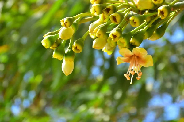 Kapok ağacı (Ceiba pentandra) Bangladeş 'te tropikal bir gölgelikte çiçek ve tomurcuklar yetiştirir. Yeşil yaprakların arasında yeşil yapraklar arasında ortaya çıkan sarı çiçekler, Güney Asya 'da doğal bitki örtüsü, mevsimlik çiçeklenme ve orman ekolojisini ön plana çıkarıyor..