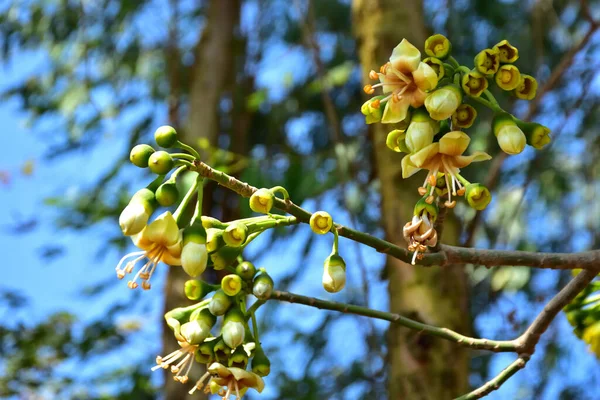 Kapok ağacı (Ceiba pentandra) Bangladeş 'te tropikal bir gölgelikte çiçek ve tomurcuklar yetiştirir. Yeşil yaprakların arasında yeşil yapraklar arasında ortaya çıkan sarı çiçekler, Güney Asya 'da doğal bitki örtüsü, mevsimlik çiçeklenme ve orman ekolojisini ön plana çıkarıyor..
