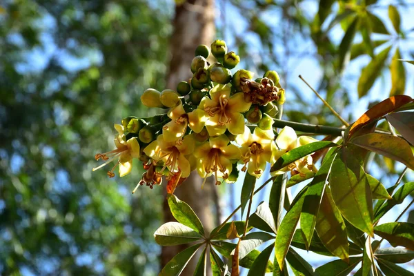 Kapok ağacı (Ceiba pentandra) Bangladeş 'te tropikal bir gölgelikte çiçek ve tomurcuklar yetiştirir. Yeşil yaprakların arasında yeşil yapraklar arasında ortaya çıkan sarı çiçekler, Güney Asya 'da doğal bitki örtüsü, mevsimlik çiçeklenme ve orman ekolojisini ön plana çıkarıyor..