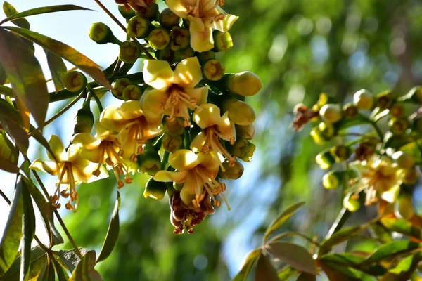 Kapok ağacı (Ceiba pentandra) Bangladeş 'te tropikal bir gölgelikte çiçek ve tomurcuklar yetiştirir. Yeşil yaprakların arasında yeşil yapraklar arasında ortaya çıkan sarı çiçekler, Güney Asya 'da doğal bitki örtüsü, mevsimlik çiçeklenme ve orman ekolojisini ön plana çıkarıyor..