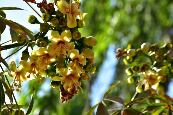 Kapok ağacı (Ceiba pentandra) Bangladeş 'te tropikal bir gölgelikte çiçek ve tomurcuklar yetiştirir. Yeşil yaprakların arasında yeşil yapraklar arasında ortaya çıkan sarı çiçekler, Güney Asya 'da doğal bitki örtüsü, mevsimlik çiçeklenme ve orman ekolojisini ön plana çıkarıyor..