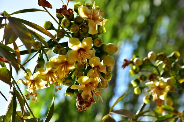 Kapok ağacı (Ceiba pentandra) Bangladeş 'te tropikal bir gölgelikte çiçek ve tomurcuklar yetiştirir. Yeşil yaprakların arasında yeşil yapraklar arasında ortaya çıkan sarı çiçekler, Güney Asya 'da doğal bitki örtüsü, mevsimlik çiçeklenme ve orman ekolojisini ön plana çıkarıyor..