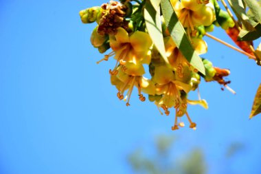 Kapok ağacı çiçekleri (Ceiba pentandra) açık mavi gökyüzünde çiçek açar. Genişletilmiş erkeklik organlarıyla narin sarı çiçekler tropikal ağaçların çiçek açmasını, botanik detaylarını ve doğal mevsimsel büyümeyi vurgular..