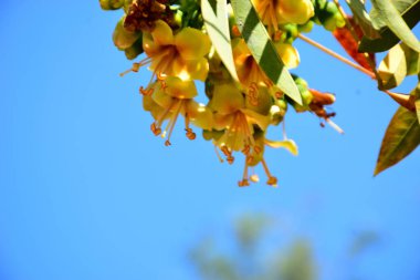Kapok ağacı çiçekleri (Ceiba pentandra) açık mavi gökyüzünde çiçek açar. Genişletilmiş erkeklik organlarıyla narin sarı çiçekler tropikal ağaçların çiçek açmasını, botanik detaylarını ve doğal mevsimsel büyümeyi vurgular..