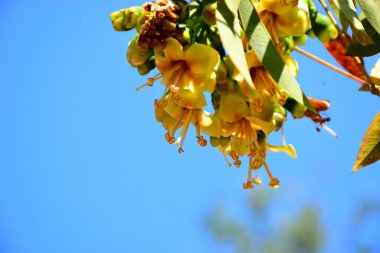 Kapok ağacı çiçekleri (Ceiba pentandra) açık mavi gökyüzünde çiçek açar. Genişletilmiş erkeklik organlarıyla narin sarı çiçekler tropikal ağaçların çiçek açmasını, botanik detaylarını ve doğal mevsimsel büyümeyi vurgular..