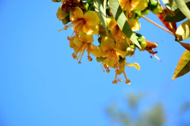 Kapok ağacı çiçekleri (Ceiba pentandra) açık mavi gökyüzünde çiçek açar. Genişletilmiş erkeklik organlarıyla narin sarı çiçekler tropikal ağaçların çiçek açmasını, botanik detaylarını ve doğal mevsimsel büyümeyi vurgular..