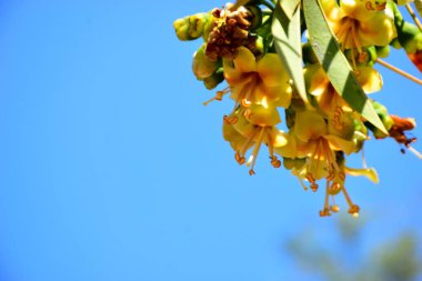 Kapok ağacı çiçekleri (Ceiba pentandra) açık mavi gökyüzünde çiçek açar. Genişletilmiş erkeklik organlarıyla narin sarı çiçekler tropikal ağaçların çiçek açmasını, botanik detaylarını ve doğal mevsimsel büyümeyi vurgular..