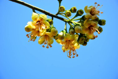 Kapok ağacı çiçekleri (Ceiba pentandra) açık mavi gökyüzünde çiçek açar. Genişletilmiş erkeklik organlarıyla narin sarı çiçekler tropikal ağaçların çiçek açmasını, botanik detaylarını ve doğal mevsimsel büyümeyi vurgular..