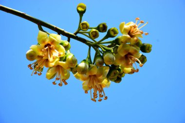 Kapok ağacı çiçekleri (Ceiba pentandra) açık mavi gökyüzünde çiçek açar. Genişletilmiş erkeklik organlarıyla narin sarı çiçekler tropikal ağaçların çiçek açmasını, botanik detaylarını ve doğal mevsimsel büyümeyi vurgular..