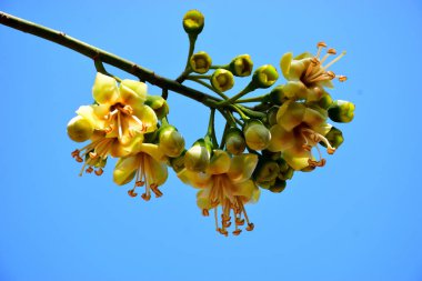 Kapok ağacı çiçekleri (Ceiba pentandra) açık mavi gökyüzünde çiçek açar. Genişletilmiş erkeklik organlarıyla narin sarı çiçekler tropikal ağaçların çiçek açmasını, botanik detaylarını ve doğal mevsimsel büyümeyi vurgular..
