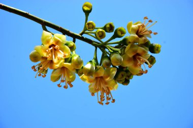 Kapok ağacı (Ceiba pentandra) tropik bir ormanlık alanda yeşil yaprakların arasında çiçek açar. Yapraksı bir tepe örtüsüne karşı sarı çiçekleri ortaya çıkarak doğal çiçekleri, orman ekolojisini ve mevsimsel büyümeyi ön plana çıkarıyor..
