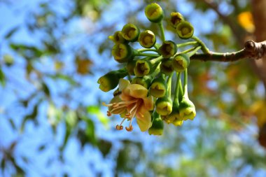 Kapok ağacı (Ceiba pentandra) tropik bir ormanlık alanda yeşil yaprakların arasında çiçek açar. Yapraksı bir tepe örtüsüne karşı sarı çiçekleri ortaya çıkarak doğal çiçekleri, orman ekolojisini ve mevsimsel büyümeyi ön plana çıkarıyor..